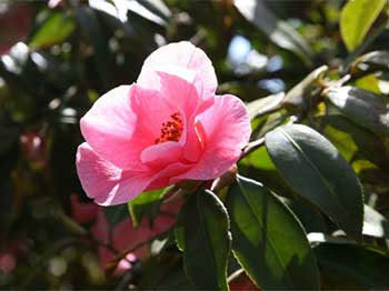 Camellia x Williamsii 'Bow Bells'