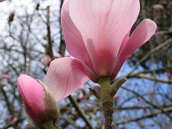 Magnolia sprengeri 'Diva'