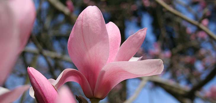 Magnolia sprengeri 'Diva'