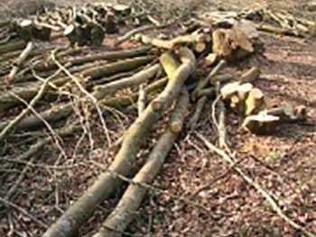 Hundreds of cut stems to be used in the sculpture