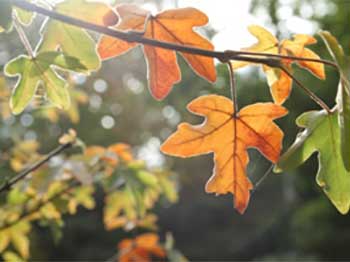 Field maple at Westonbirt, credit Gina Mills