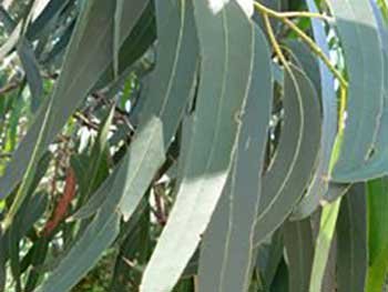 Eucalyptus