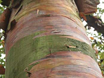 Birch at Westonbirt Arboretum