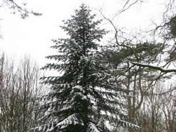 Grand Fir (Abies grandis)