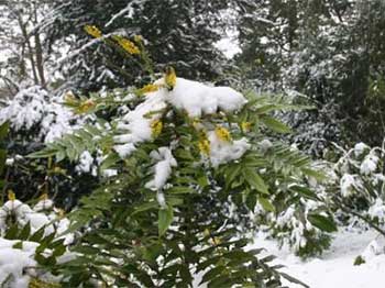 Oregan Grape (Mahonia x media 'Charity')