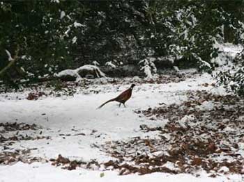 Pheasant