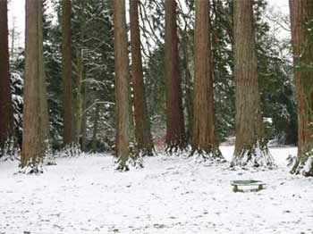 Giant Redwood (Sequoiadendron giganteum)