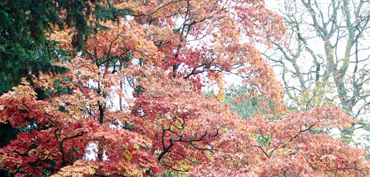 Acer Palmatum v. heptalobum