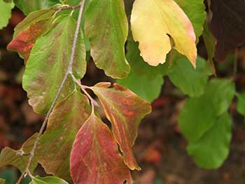 Persian Ironwood