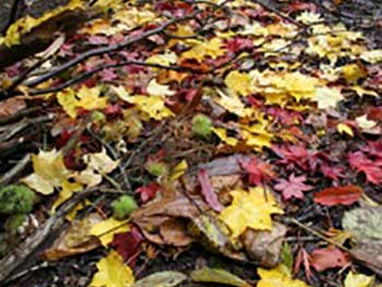 Leaf art