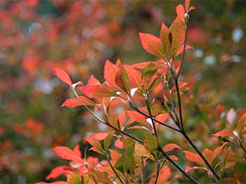 Enkianthus campanulatus