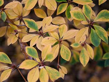 Enkianthus campanulatus