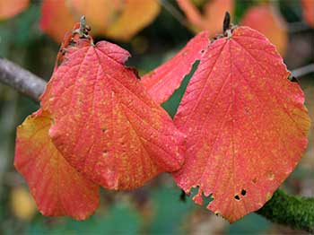 Witch hazels (Hamamelis)