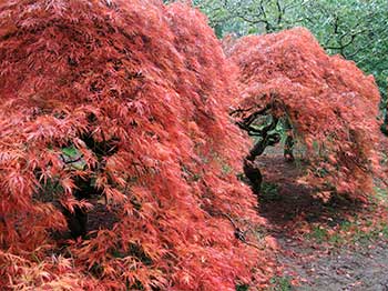 Weeping Japanese maples near Duke’s Cut Gate