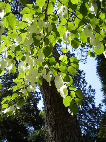 Davidia Involucrata