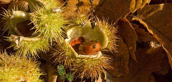 Sweet chestnut leaves and fruit