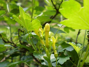 Buffalo currant