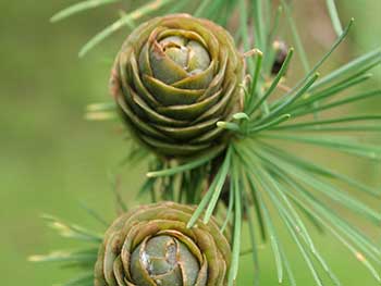 Siberian larch