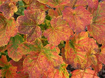 Acer diabolicum