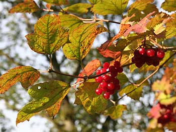 Bright ruby berries on guelder roses