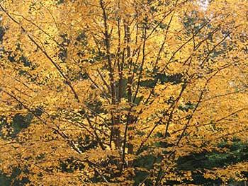 Cherry birch (Betula lenta)