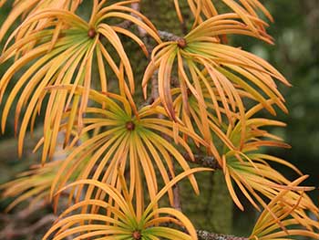 Golden larch (Pseudolarix amabilis)