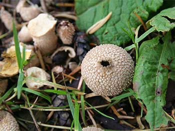 Puff balls