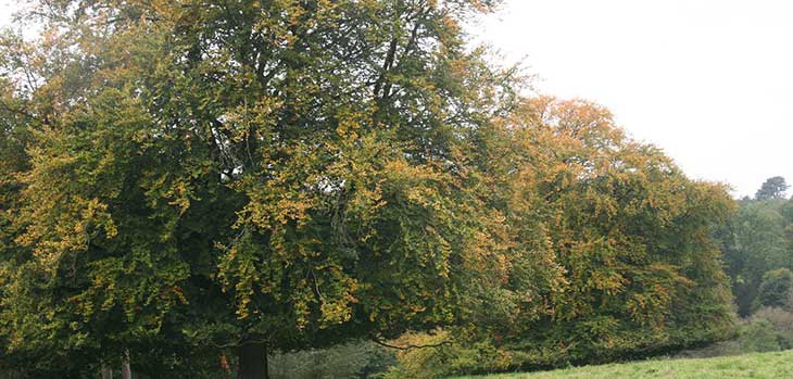 Beeches on the Downs