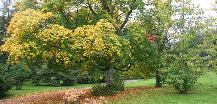 Cappadocian maple (Acer cappadocicum)