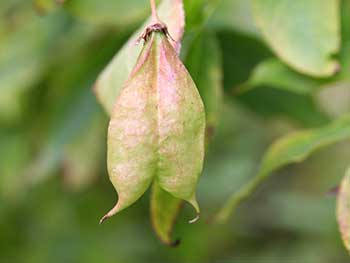 Bladder nut (Staphylea x coulombieri)