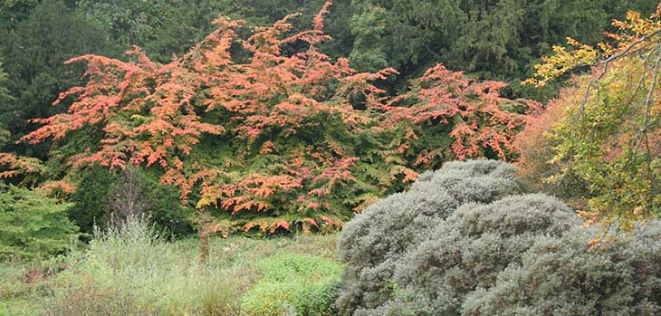 Persian ironwood (Parrotia persica)