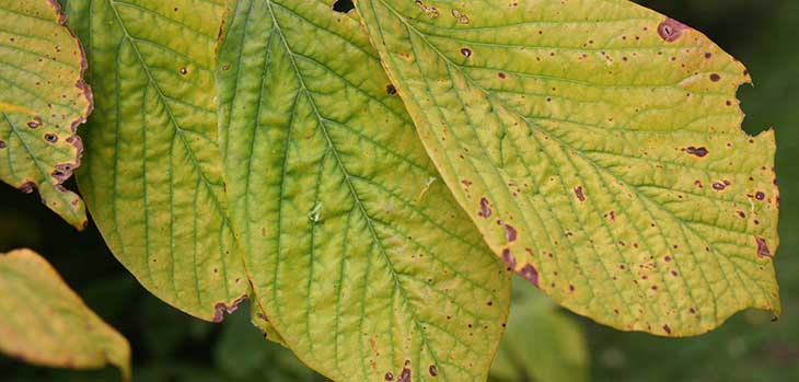 Yellowwood leaves