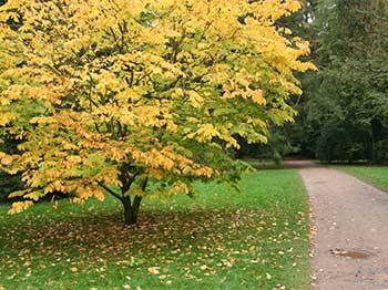 Yellowwood (Cladrastis kentukea)