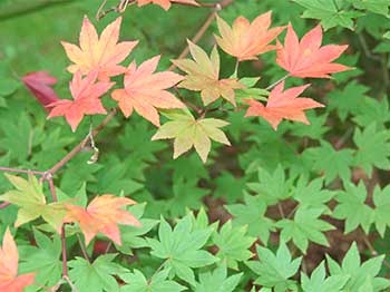 A rare Acer pseudosieboldianum from Korea