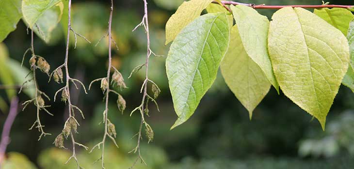 Epaulette tree (Pterostyrax hispida)