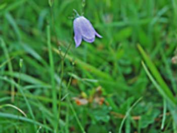 Harebell or Campanula rotundifolia