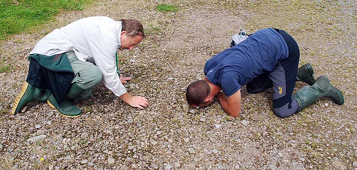 Searching out Catapodium and Vulpias