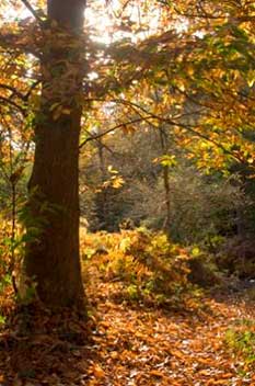 Sweet Chestnut