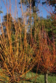 Willow tree