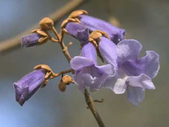 Paulownia tomentosa