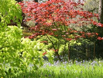 Maple loop larch