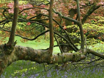 Amongst cornus kousa branches