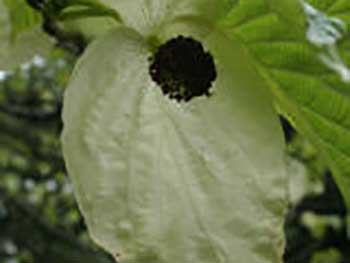 Dove Tree