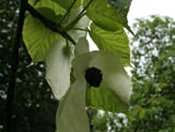 Dove Tree