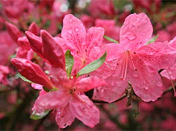 Rhododendron Azalea