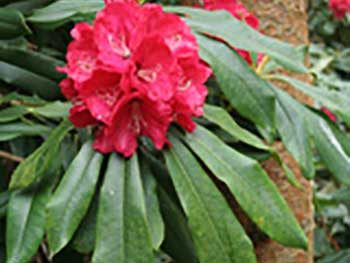 Rhododendron 'Sun of Austerlitz'