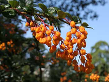 Berberis-x-lologensis