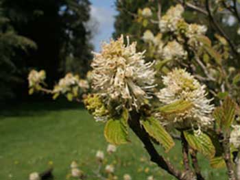 Fothergilla-major