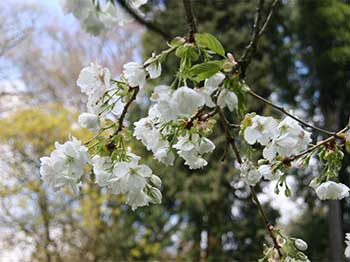 Japanese cherry