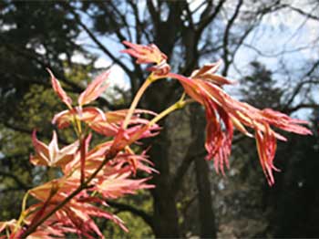 Spring bloom